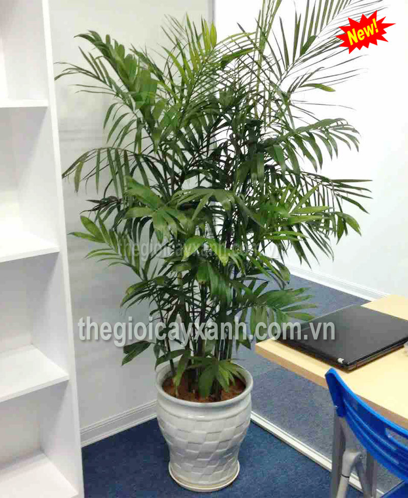 Cây Cau Hawai: Giá bán từ 279k, Ý nghĩa, Cách chăm sóc chi tiết