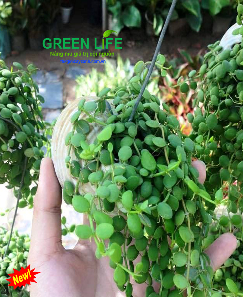 Chuyên Cung Cấp Cây Chậu Treo Lan Nút Áo Giá Rẻ Tại Tphcm Chỉ Từ 45K