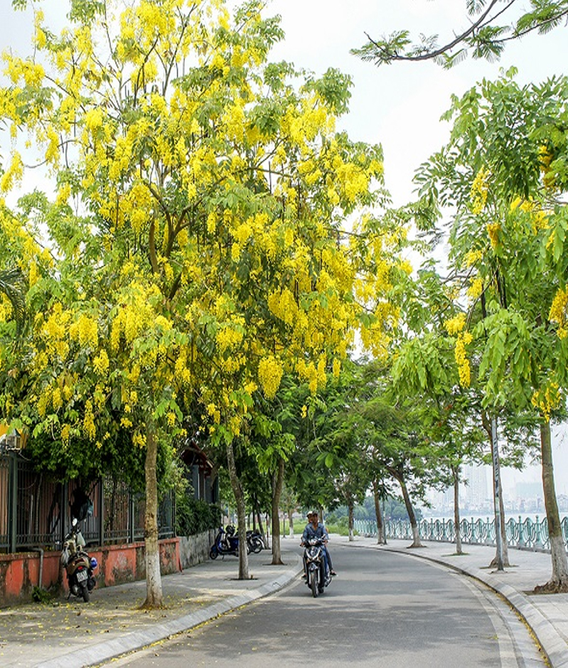Cây Bò Cạp Vàng - Cây Xanh Đô Thị Sài Gòn
