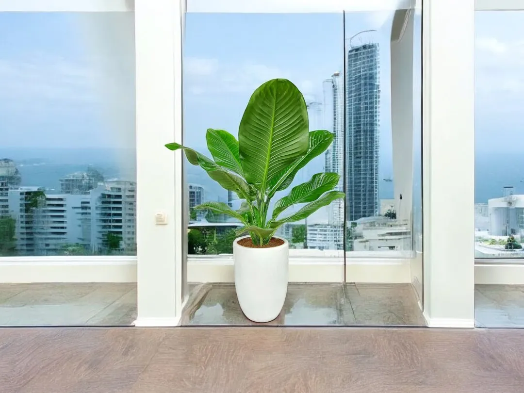 noi-ban-cay-dai-phu-gia-tot-nhat