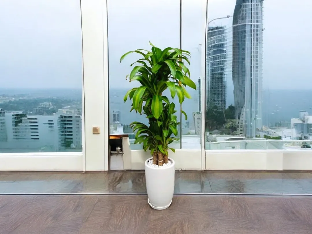 noi-ban-cay-phat-tai-khuc-gia-re