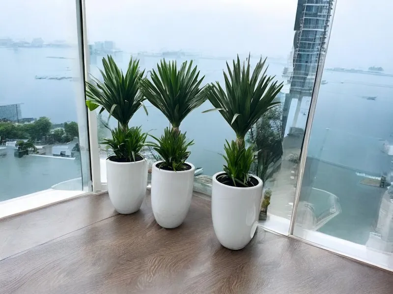 noi-ban-cay-phat-tai-nui-2-tang-gia-re