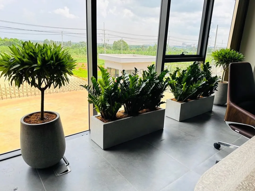 dich-vu-cho-thue-cay-canh-noi-that-van-phong-4