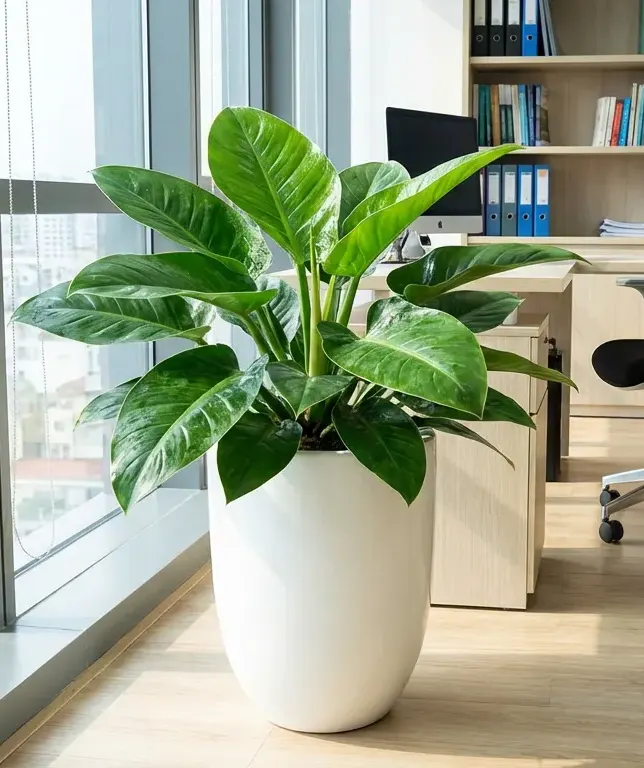 bán cây đế vương xanh