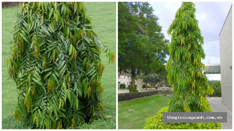 cây hoàng nam giá bao nhiêu