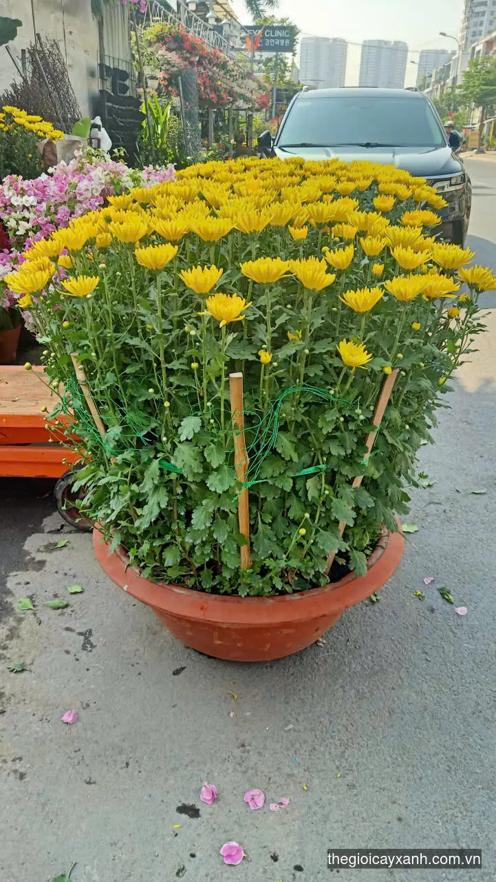 báo giá cúc đại đó