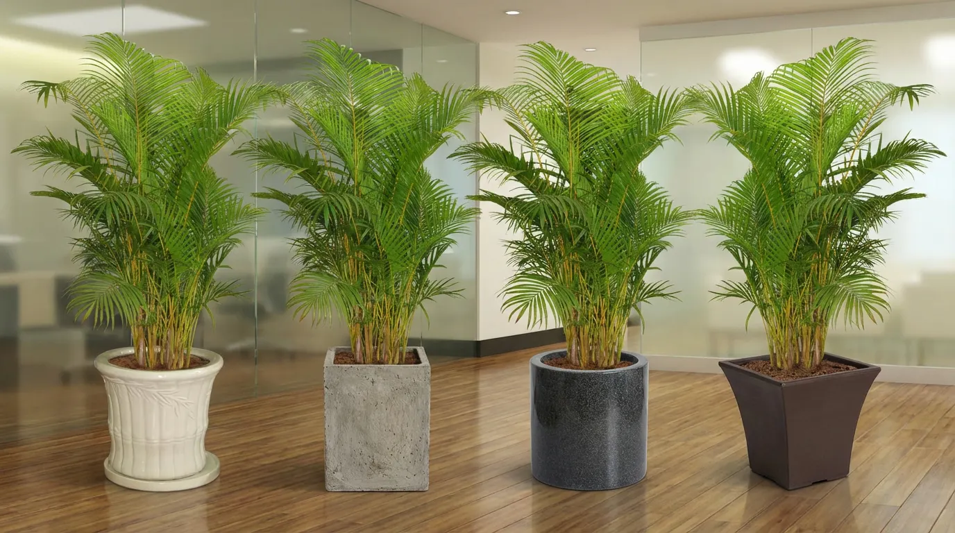 cây cau vàng đẹp