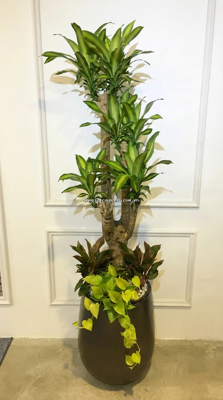 cây phát tài gốc đẹp