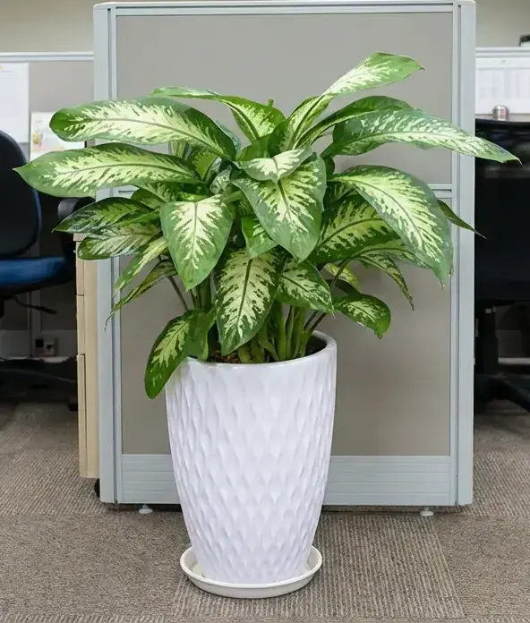 cây vạn niên thanh đẹp