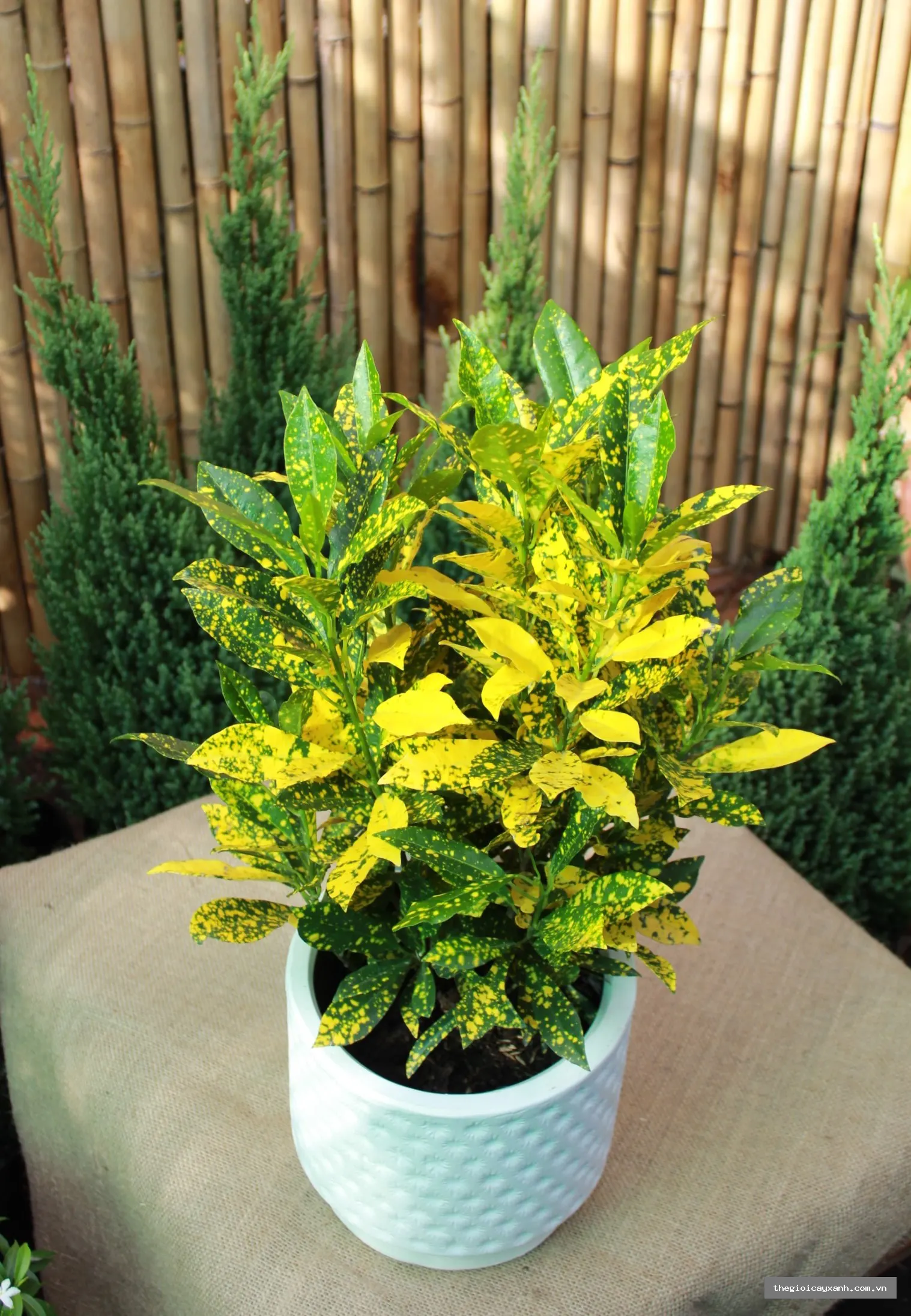 cây vàng bạc giá bao nhiêu