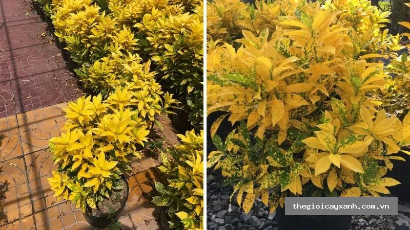 cây vàng bạc nguồn gốc, đặc điểm, ý nghĩa phong thủy, chăm sóc chi tiết -012