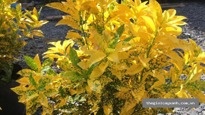 cây vàng bạc nguồn gốc, đặc điểm, ý nghĩa phong thủy, chăm sóc chi tiết -03