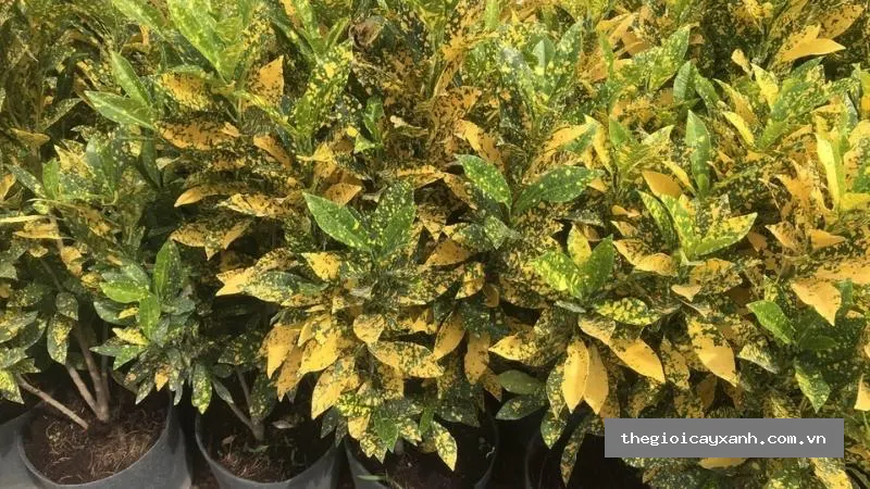 cây vàng bạc nguồn gốc, đặc điểm, ý nghĩa phong thủy, chăm sóc chi tiết -04