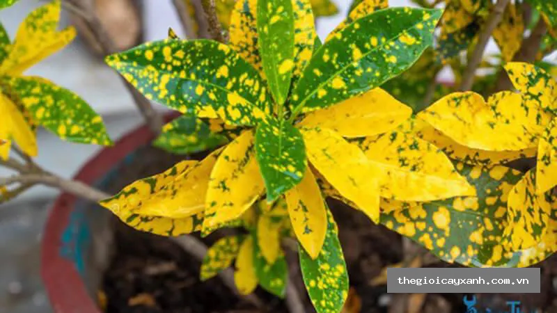 cây vàng bạc nguồn gốc, đặc điểm, ý nghĩa phong thủy, chăm sóc chi tiết -06