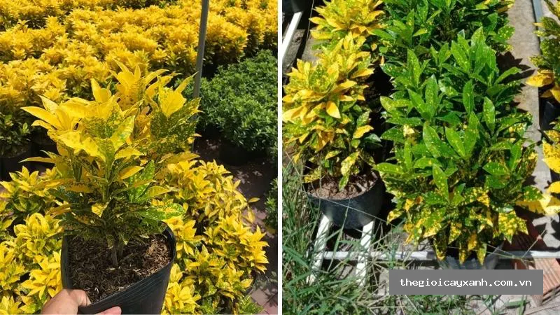 cây vàng bạc nguồn gốc, đặc điểm, ý nghĩa phong thủy, chăm sóc chi tiết -10