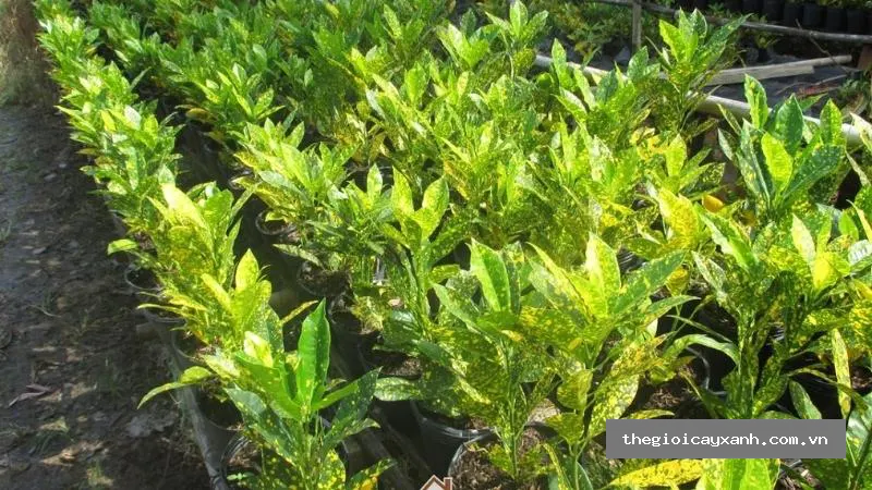 cây vàng bạc nguồn gốc, đặc điểm, ý nghĩa phong thủy, chăm sóc chi tiết -10