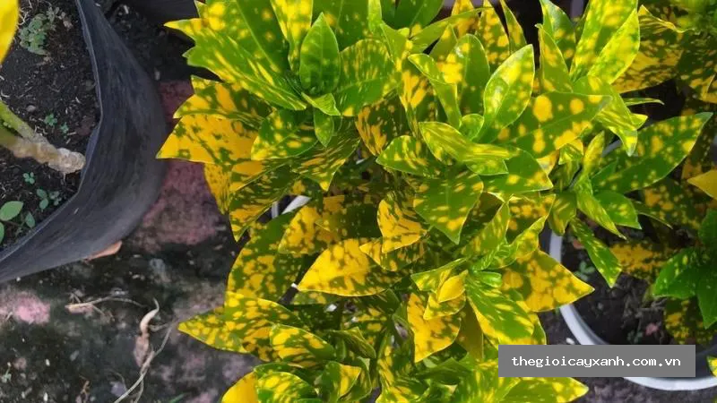 cây vàng bạc nguồn gốc, đặc điểm, ý nghĩa phong thủy, chăm sóc chi tiết -11