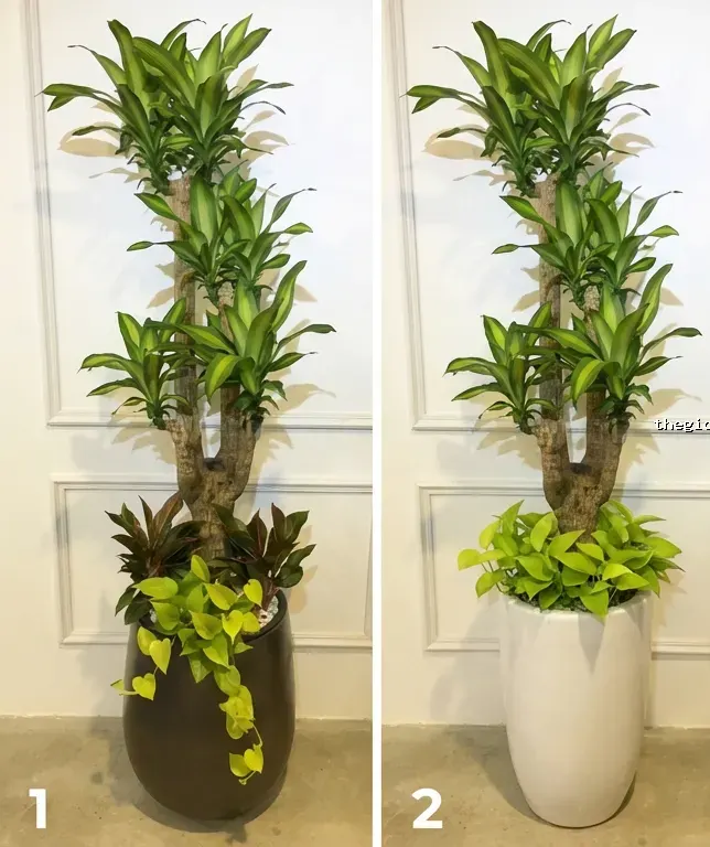 chậu phát tài gốc đẹp