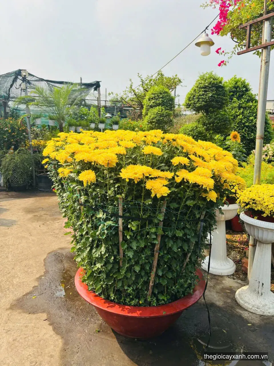 cúc đại đóa lớn đk 80cm