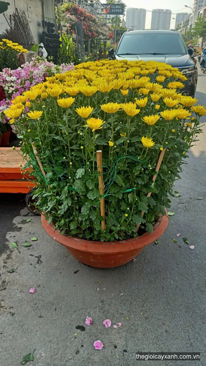 cúc đại đóa nơi bán