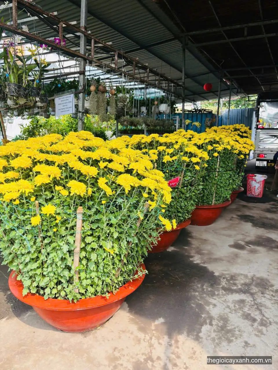 cúc đại đóa tphcm