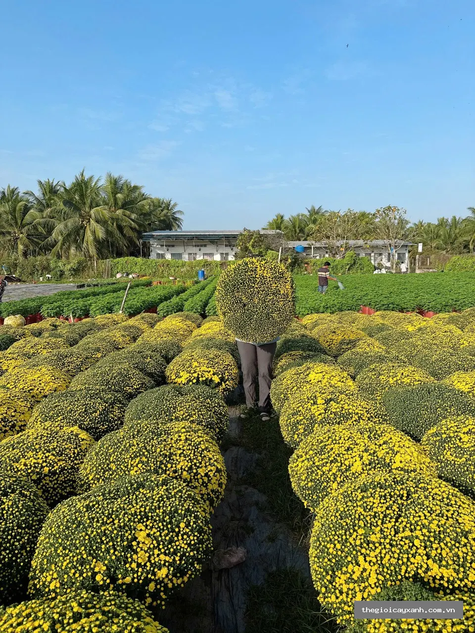 cúc mâm xôi 120cm