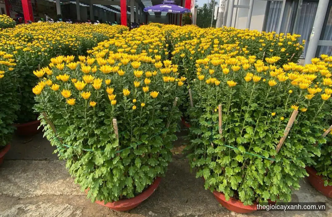 giá cúc đại đóa