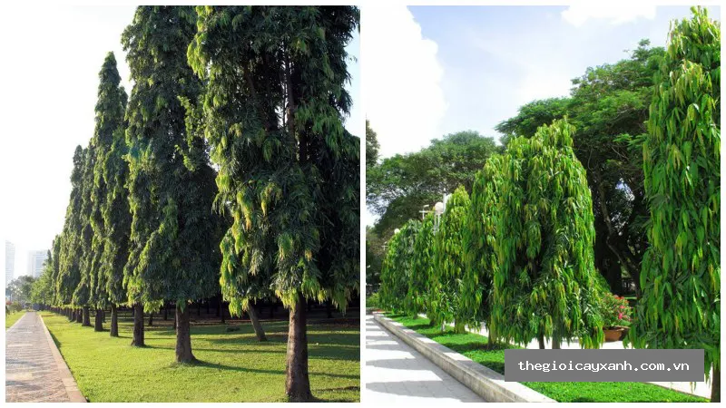 nơi bán cây hoàng nam