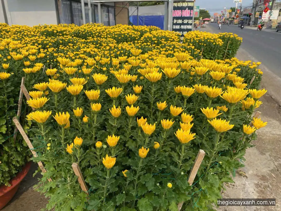 nới bán cúc đại đóa
