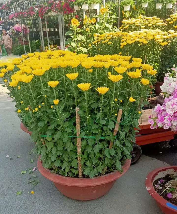 cúc đại đóa loại lớn