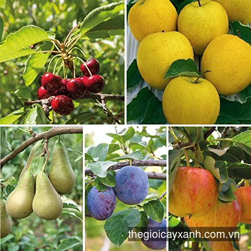 Cây Ăn Trái - Ăn Quả