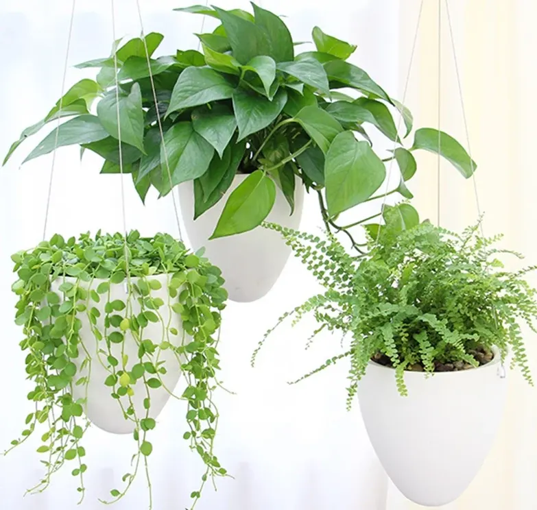 Cây Cảnh Chậu Treo