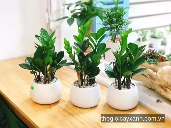 Cây Cảnh Để Bàn